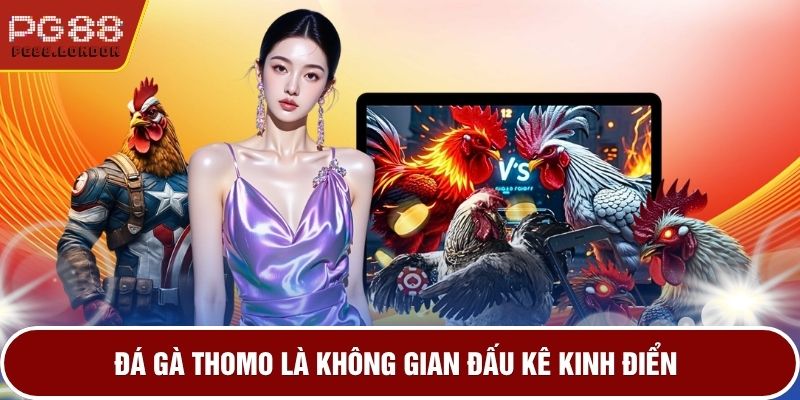 Đá gà Thomo là không gian đấu kê kinh điển