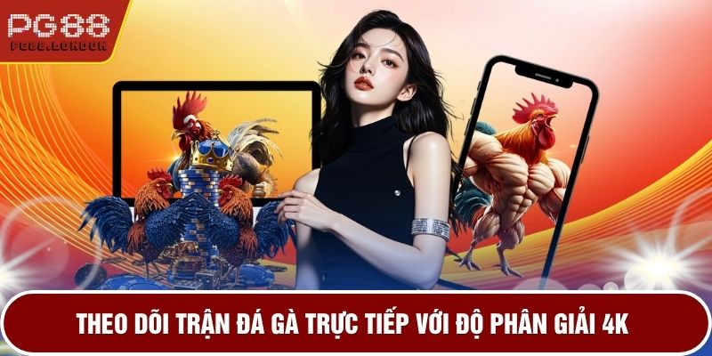 Theo dõi trận đá gà trực tiếp với độ phân giải 4K